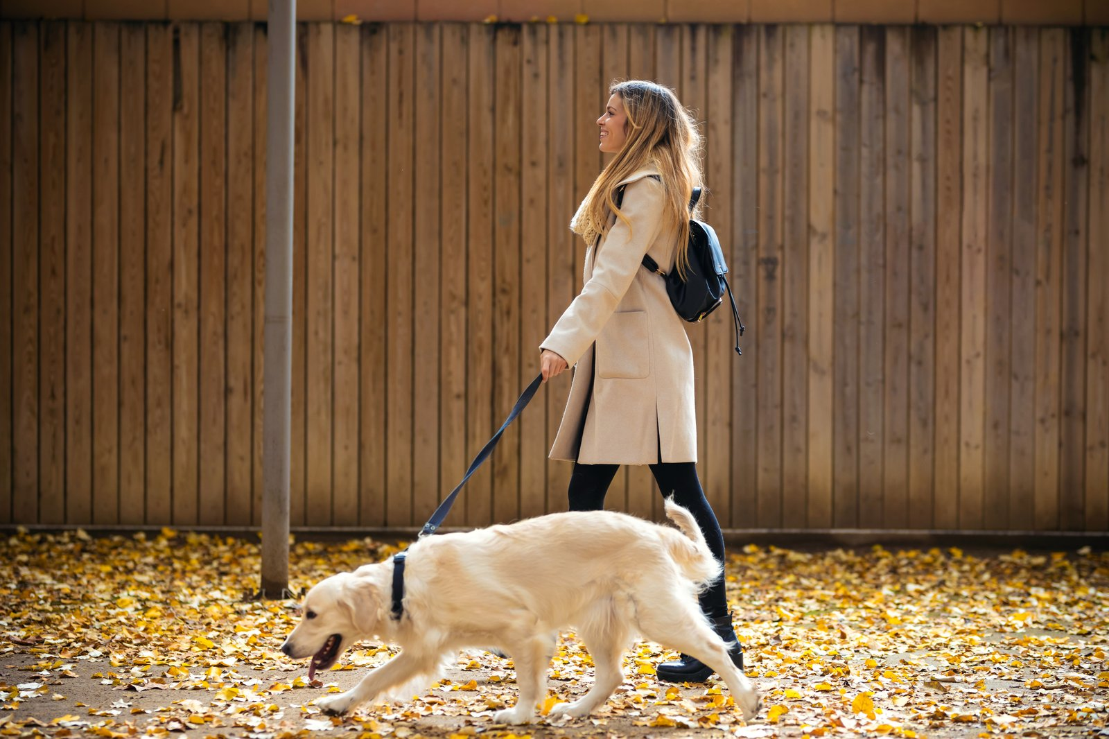 Safe and Enjoyable Walks with Durable Leashes